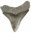 Serrated, Juvenile Megalodon Tooth - South Carolina #52971-1